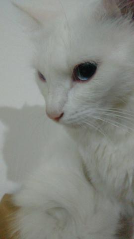 Doa - se uma linda gatinha branca angora