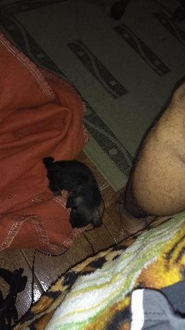 Doando cachorro recém nascido