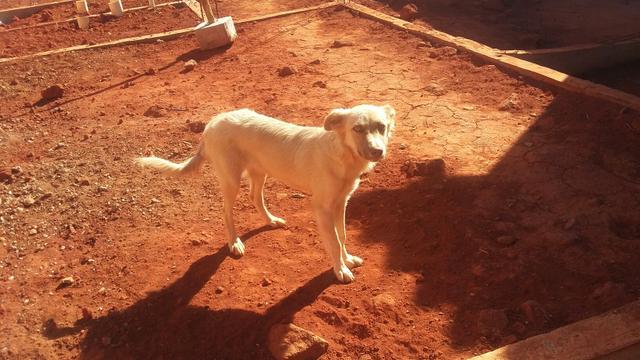 Doação cachorra fêmea mais saco de ração cheio