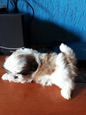Shihtzu fêmea bem pequena