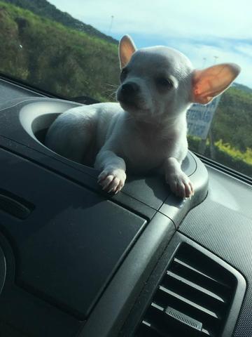 Vende-se Chihuahua