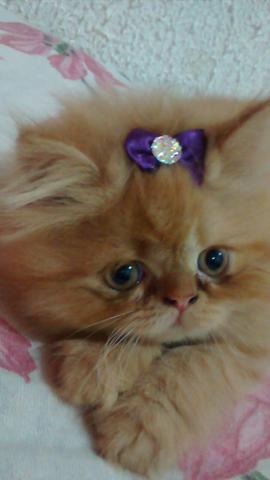 Vende - se uma linda gatinha persa