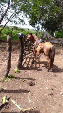 Vendo cavalo baxeiro