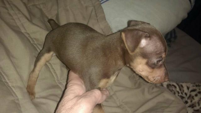 Vendo pinscher