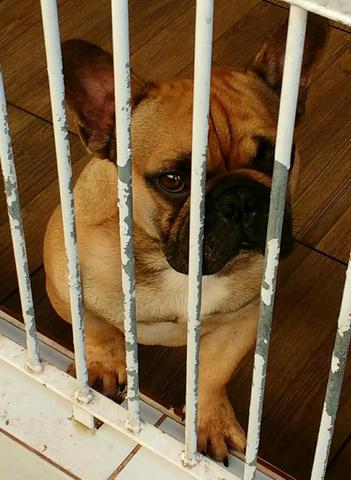 Bulldog Francês