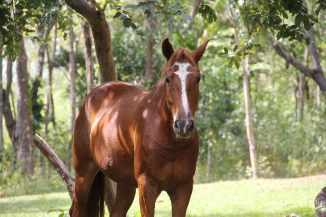 Cavalo Mangalarga Marchador sem registro