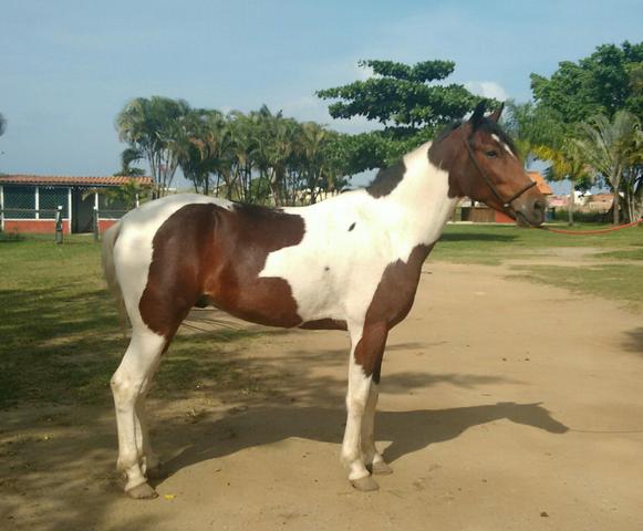 Cavalo castrado reg, marcha picada extra de sela