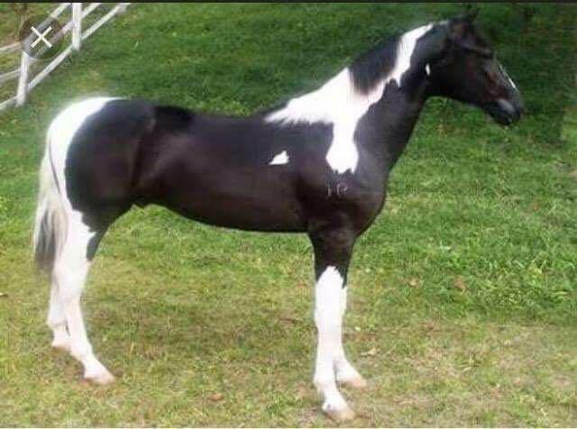 Cavalo manga-larga Paulista