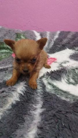 Chihuahua mix (Pinsher com chihuaua) PP Femia