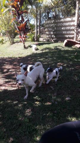 Dois chihuahuas machos