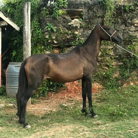 Egua Mangalarga Registrada marcha picada