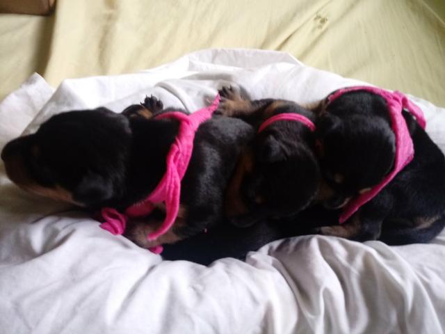 Lindas cachorrinhas pinsher.300