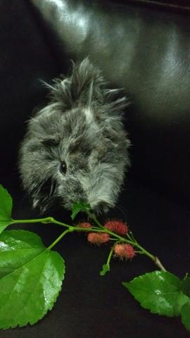 Lindos porquinhos da Índia apartir de  reais