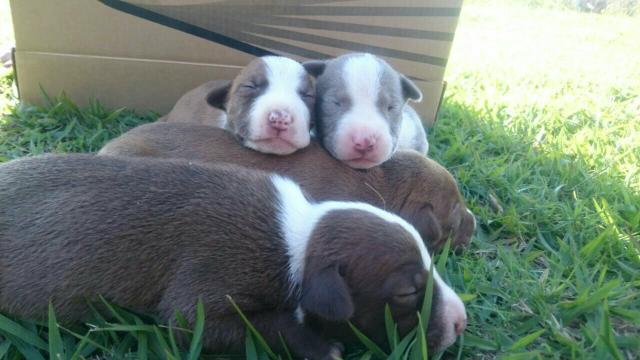 Pit bull com bull terrier