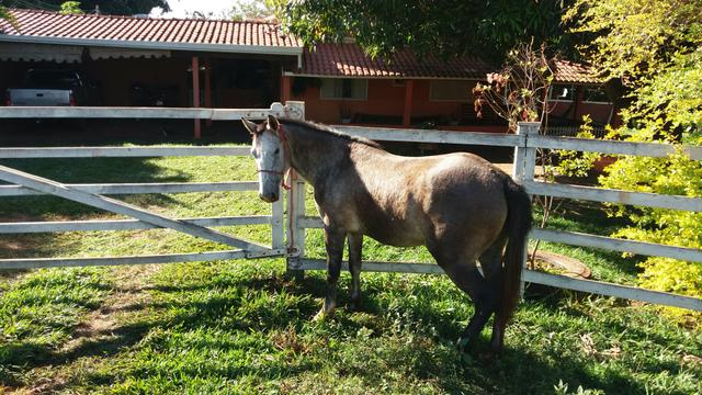 Potra quarto de milha sem doc