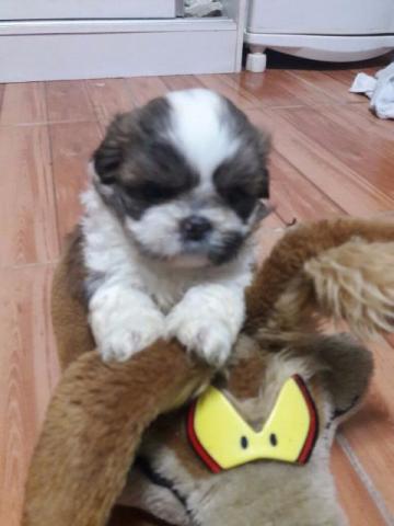 Shih Tzu fêmea 47 dias