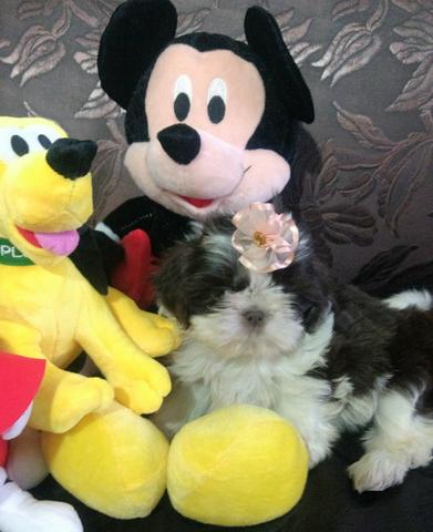 ShihTzu fêmea e macho lindos