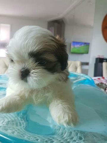 Shihtzus FÊMEAS