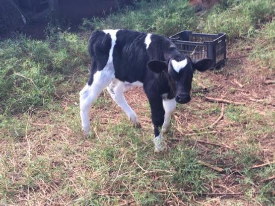 Terneiros Holandeses puros