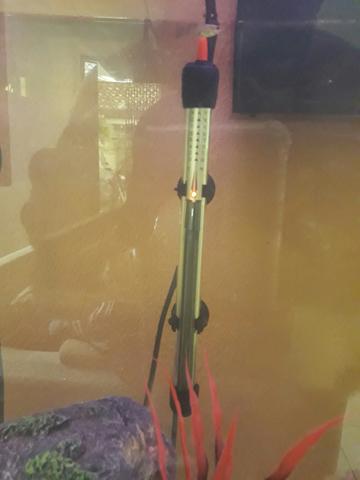 Aquecedor e Termostato 200watts Roxin