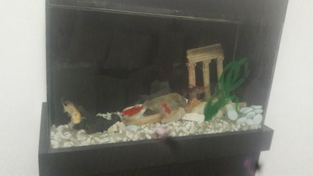 Aquário completo com balcão