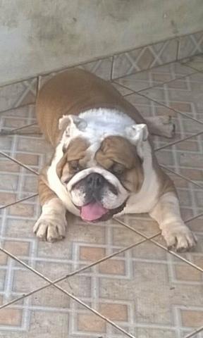 Bulldog inglês