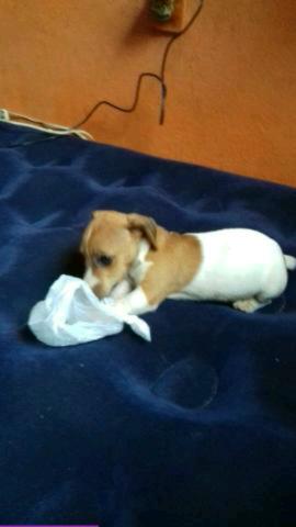 Cachorro jack russel