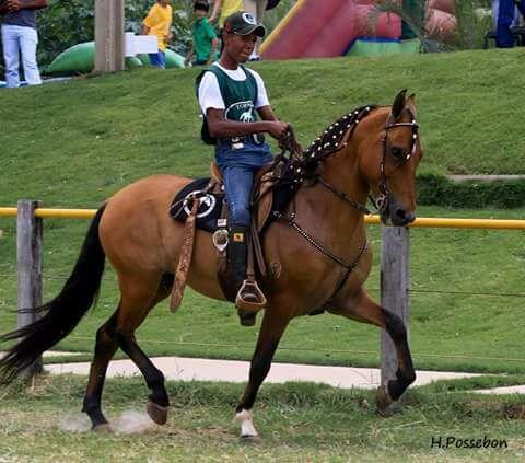 Cavalo Mangalarga Marchador Registrado: Linhagem Favacho