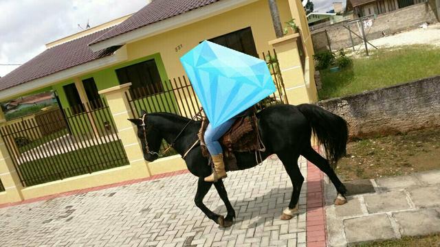 Cavalo crioulo com com papel