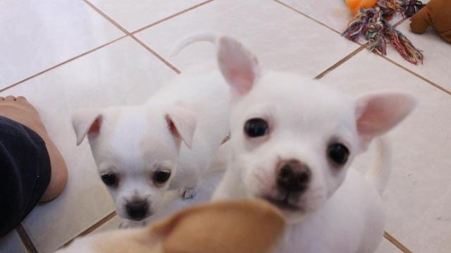 Chihuahua femeas brancas