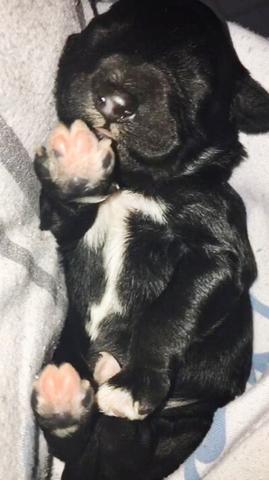 Doação de cachorrinhos vira-lata