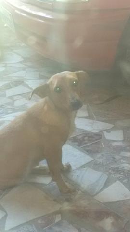 Estou doando essa cadelinha