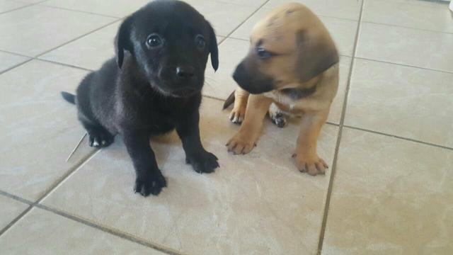 Labrador puro duas fêmeas 35 dias de vida