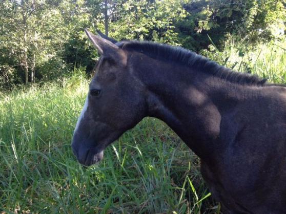 Poltra Manga Larga com Campolino