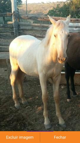 Potro mangalarga amarilho