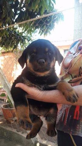 Rottweiler fêmea) de Rottweiler