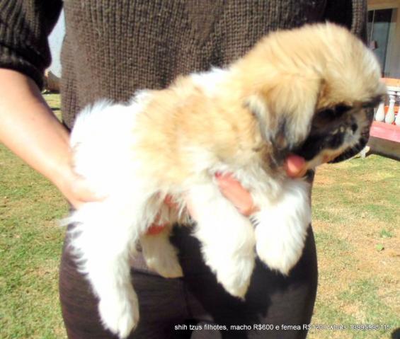 Shih Tzu,Legitimos, pais pequenos ate 12 x