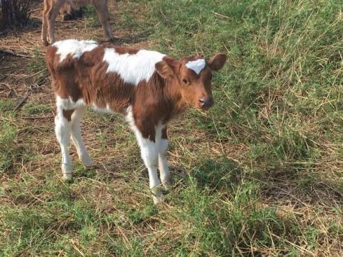Terneira Holandesa Vermelha com branco