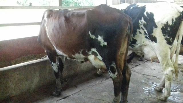 Vacas Leiteiras (preço das 2)