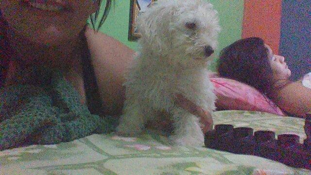 Vendo essa linda cachorra da raça poodle