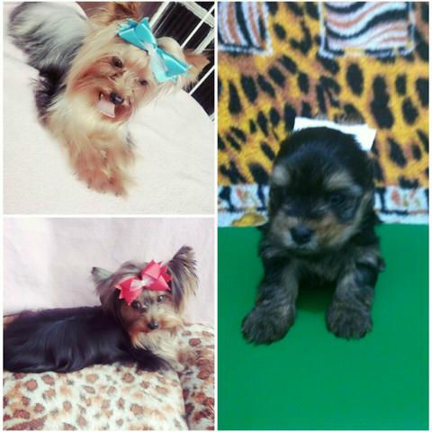 Yorkshire Bem Pequeno (1kg300g a 1kg800g)