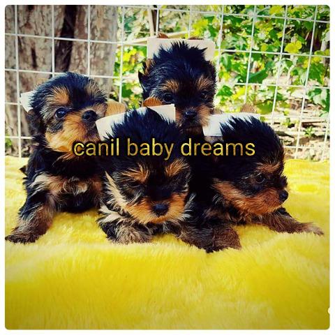 Yorkshire linhagem de campeões