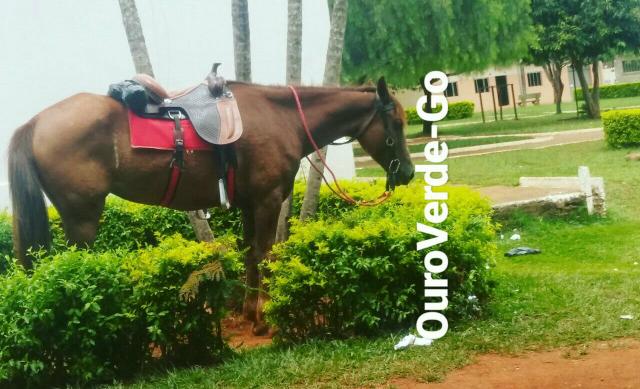 Égua Pra Vender Hoje