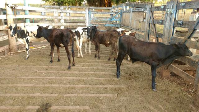 6 bezerros anelorados