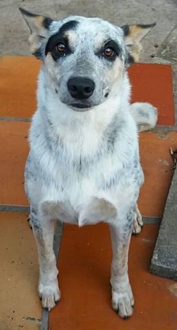 Blue Heeler Femea 9 meses