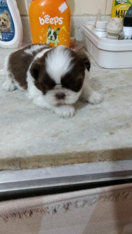 Branca com chocolate, fêmea