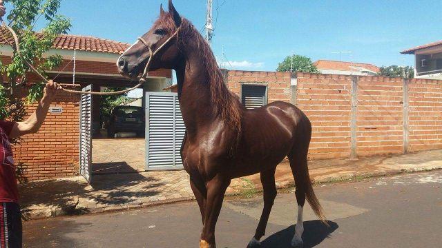 Cavalo mangalarga Paulista - Garanhão