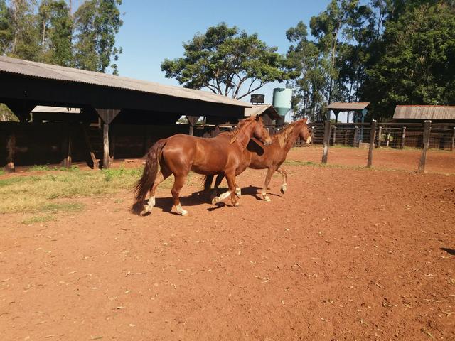Cavalo quarto 4 de milha criolo