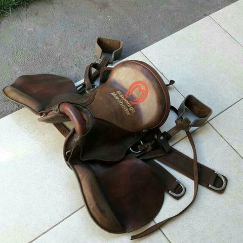 Cela mangalarga marchador