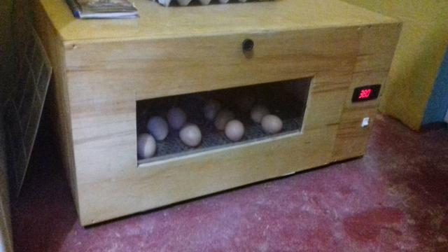 Chocadeira automática de 100 ovos